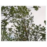 Sienna Glen Maple Acer x Freemanii 2.5" caliper, Ball & Burlap SKU#1594