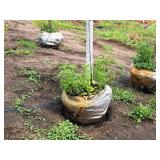 Sienna Glen Maple Acer x Freemanii 2.5" caliper, Ball & Burlap SKU#1594