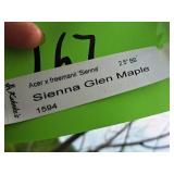 Sienna Glen Maple Acer x Freemanii 2.5" caliper, Ball & Burlap SKU#1594