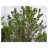 Burgundy Belle Red Maple Acer Rebrum Magnificent 2.5" caliper, Ball & Burlap SKU#1724