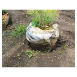 Sienna Glen Maple Acer x Freemanii 2.5" caliper, Ball & Burlap SKU#1594