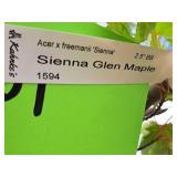 Sienna Glen Maple Acer x Freemanii 2.5" caliper, Ball & Burlap SKU#1594