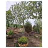 Sienna Glen Maple Acer x Freemanii 2.5" caliper, Ball & Burlap SKU#1594