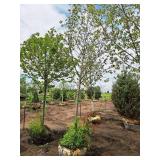 Sienna Glen Maple Acer x Freemanii 2.5" caliper, Ball & Burlap SKU#1594
