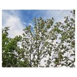 Sienna Glen Maple Acer x Freemanii 2.5" caliper, Ball & Burlap SKU#1594