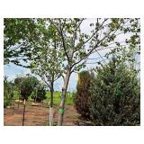 Sienna Glen Maple Acer x Freemanii 2.5" caliper, Ball & Burlap SKU#1594