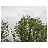 Sienna Glen Maple Acer x Freemanii 2.5" caliper, Ball & Burlap SKU#1594