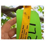 Sienna Glen Maple Acer x Freemanii 2.5" caliper, Ball & Burlap SKU#1594