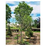 Boulevard Linden Tilia Americana 2.5" caliper, Ball & Burlap SKU#7144