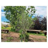 Boulevard Linden Tilia Americana 2.5" caliper, Ball & Burlap SKU#7144