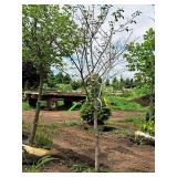 Serviceberry, Autumn Brilliance Amerlanchier x Grandiflora 2" caliper, Ball & Burlap SKU#7063