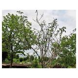 Serviceberry, Autumn Brilliance Amerlanchier x Grandiflora 2" caliper, Ball & Burlap SKU#7063