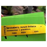 Serviceberry, Autumn Brilliance Amerlanchier x Grandiflora 2" caliper, Ball & Burlap SKU#7063