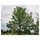 Redmond Linden Tilia Americana Redmond 2.5" caliper, Ball & Burlap SKU#1553