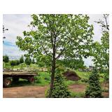 Redmond Linden Tilia Americana Redmond 2.5" caliper, Ball & Burlap SKU#1553