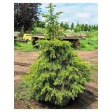 Black Hills Spruce Picea Glauca Densata 5