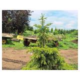 Black Hills Spruce Picea Glauca Densata 5
