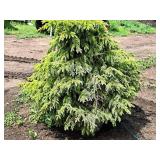 Black Hills Spruce Picea Glauca Densata 5