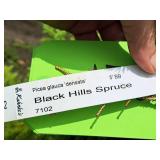 Black Hills Spruce Picea Glauca Densata 5