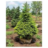 Burgundy Belle Red Maple Acer Rebrum Magnificent 2.5" caliper, Ball & Burlap SKU#1724