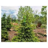 Burgundy Belle Red Maple Acer Rebrum Magnificent 2.5" caliper, Ball & Burlap SKU#1724