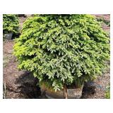 Burgundy Belle Red Maple Acer Rebrum Magnificent 2.5" caliper, Ball & Burlap SKU#1724