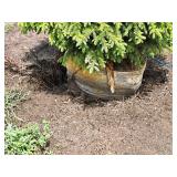 Burgundy Belle Red Maple Acer Rebrum Magnificent 2.5" caliper, Ball & Burlap SKU#1724