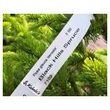 Black Hills Spruce Picea Glauca Densata 5
