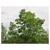 Redmond Linden Tilia Americana Redmond 2.5" caliper, Ball & Burlap SKU#1553