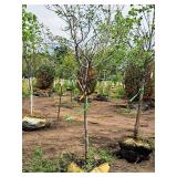 Boulevard Linden Tilia Americana 2.5" caliper, Ball & Burlap SKU#7144