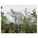 Boulevard Linden Tilia Americana 2.5" caliper, Ball & Burlap SKU#7144