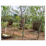 Boulevard Linden Tilia Americana 2.5" caliper, Ball & Burlap SKU#7144