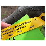 Boulevard Linden Tilia Americana 2.5" caliper, Ball & Burlap SKU#7144