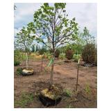 Sienna Glen Maple Acer x Freemanii 2.5" caliper, Ball & Burlap SKU#1594