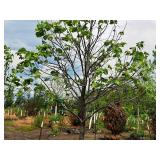 Sienna Glen Maple Acer x Freemanii 2.5" caliper, Ball & Burlap SKU#1594