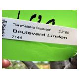 Sienna Glen Maple Acer x Freemanii 2.5" caliper, Ball & Burlap SKU#1594