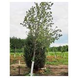 Sienna Glen Maple Acer x Freemanii 2.5" caliper, Ball & Burlap SKU#1594