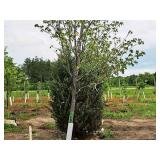 Sienna Glen Maple Acer x Freemanii 2.5" caliper, Ball & Burlap SKU#1594