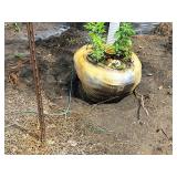 Sienna Glen Maple Acer x Freemanii 2.5" caliper, Ball & Burlap SKU#1594