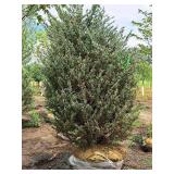 Moonglow Juniper 7