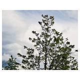 Boulevard Linden Tilia Americana 2.5" caliper, Ball & Burlap SKU#7144