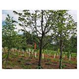 Boulevard Linden Tilia Americana 2.5" caliper, Ball & Burlap SKU#7144