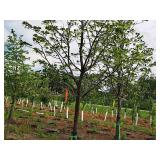 Boulevard Linden Tilia Americana 2.5" caliper, Ball & Burlap SKU#7144