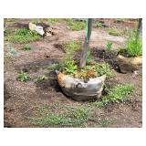 Boulevard Linden Tilia Americana 2.5" caliper, Ball & Burlap SKU#7144