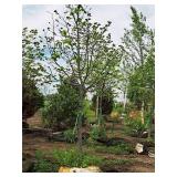 Boulevard Linden Tilia Americana 2.5" caliper, Ball & Burlap SKU#7144