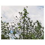 Boulevard Linden Tilia Americana 2.5" caliper, Ball & Burlap SKU#7144