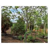 Boulevard Linden Tilia Americana 2.5" caliper, Ball & Burlap SKU#7144