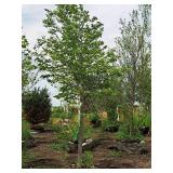 Boulevard Linden Tilia Americana 2.5" caliper, Ball & Burlap SKU#7144