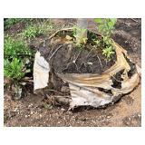 Boulevard Linden Tilia Americana 2.5" caliper, Ball & Burlap SKU#7144