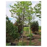 Boulevard Linden Tilia Americana 2.5" caliper, Ball & Burlap SKU#7144